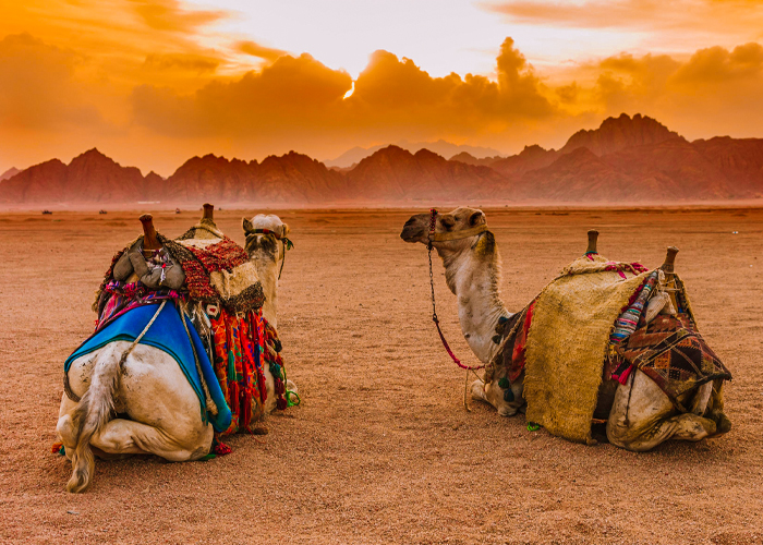 Sharm El Sheikh Quad Biking with Camel Ride