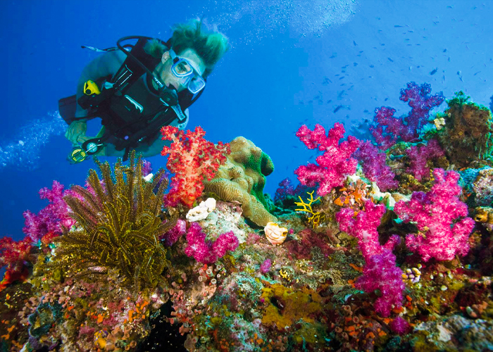 Snorkeling Trip at Port Ghalib from Marsa Alam