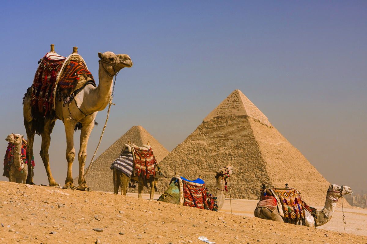 Camel-with-the-pyramids-of-Giza